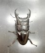 画像2: スマトラヒラタ（アチェ）　♂９５ｍｍ／♀４９ｍｍ成虫ペア　 (2)