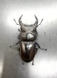 画像2: カミジョウオオクワガタ　♂５６ｍｍ／♀３８ｍｍ成虫ペア (2)