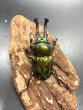 画像3: ニジイロクワガタ（ピカール血統）♂５６ｍｍ♀３７ｍｍ成虫ペア (3)