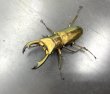 画像1: エラフスホソアカクワガタ　♂５８ｍｍ／♀３２ｍｍ成虫ペア　 (1)