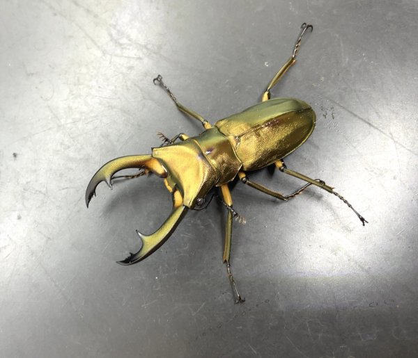 画像1: エラフスホソアカクワガタ　♂５８ｍｍ／♀３２ｍｍ成虫ペア　 (1)