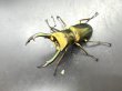 画像1: エラフスホソアカクワガタ　♂６２ｍｍ／♀３３ｍｍ成虫ペア　 (1)