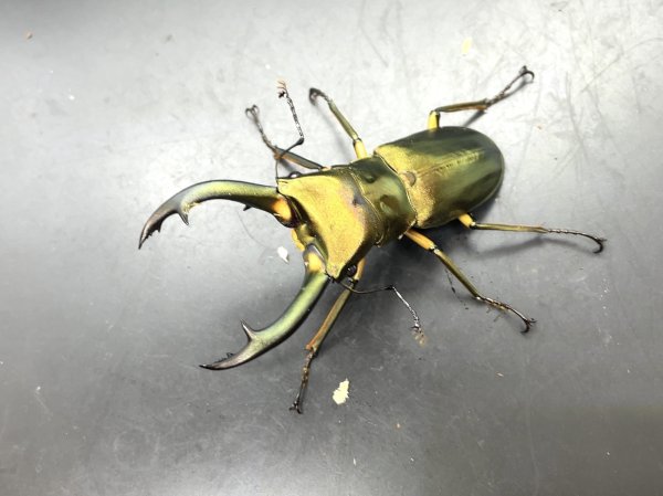 画像1: エラフスホソアカクワガタ　♂６２ｍｍ／♀３３ｍｍ成虫ペア　 (1)