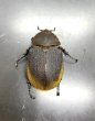 画像2: ヘラクレス エクアトリアヌス 　♀５０ｍｍ (2)