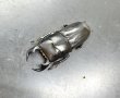 画像1: チャーユーヒラタクワガタ　♂３４ｍｍ／♀２２ｍｍ成虫ペア (1)