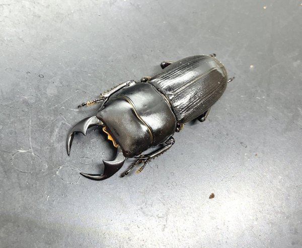 画像1: チャーユーヒラタクワガタ　♂３４ｍｍ／♀２２ｍｍ成虫ペア (1)