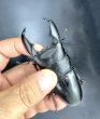 画像1: スマトラヒラタ（アチェ）　♂９１ｍｍ／♀４９ｍｍ成虫ペア　 (1)