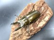 画像1: ババオウゴンオニクワガタ　♂６２ｍｍ／♀４６ｍｍ成虫ペア (1)