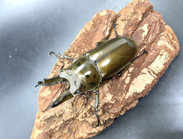 画像1: ババオウゴンオニクワガタ　♂６２ｍｍ／♀４６ｍｍ成虫ペア (1)