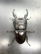画像2: トラキクスヒラタ　♂８１ｍｍ／♀４５ｍｍ成虫ペア (2)