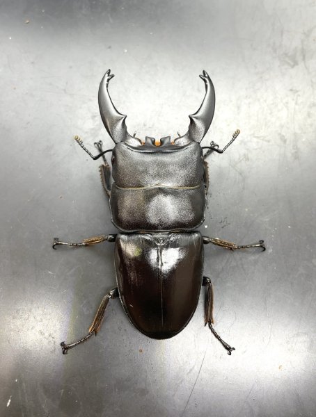 画像2: トラキクスヒラタ　♂８３ｍｍ／♀４９ｍｍA'品成虫ペア (2)