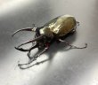 画像2: アトラスオオカブト　♂８０ｍｍUP　成虫ペア (2)