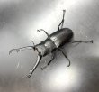 画像2: ギラファノコギリクワガタ（フローレス島）　♂８７〜８９ｍｍ 単品　 (2)
