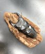 画像1: オオクワガタ（奈良輪川西）　♂７８ｍｍ／♀４９ｍｍ　成虫ペア　 (1)