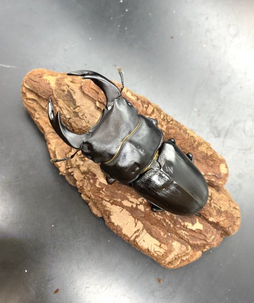 画像1: オオクワガタ（奈良輪川西）　♂７８ｍｍ／♀４９ｍｍ　成虫ペア　 (1)