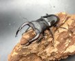画像1: ムニスゼッチフタマタクワガタ　♂６９ｍｍ／♀４１ｍｍ成虫ペア　　 (1)