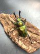 画像1: ニジイロクワガタ（ピカール血統）♂５６ｍｍ♀３７ｍｍ成虫ペア (1)
