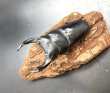 画像2: オオクワガタ（能勢ＹＧ血統）　♂８３ｍｍ／♀５３ｍｍ　成虫ペア　 (2)