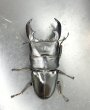 画像2: スマトラヒラタ（アチェ）　♂９９ｍｍ／♀５２ｍｍ成虫ペア　 (2)