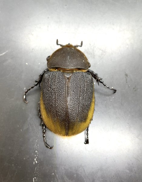 画像1: ヘラクレス エクアトリアヌス 　♀６０ｍｍ (1)