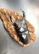 画像2: オオクワガタ（能勢ＹＧ血統）　♂８１ｍｍ／♀５２ｍｍ　成虫ペア　 (2)