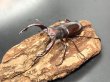 画像1: フォルスターフタマタクワガタ（ニシ）　♂６６ｍｍ／♀３６ｍｍ成虫ペア　　 (1)