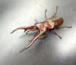 画像1: インペラトールホソアカクワガタ　♂８１ｍｍ／♀３０ｍｍ　成虫ペア　 (1)
