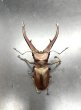 画像2: インペラトールホソアカクワガタ　♂６４ｍｍ単品　 (2)