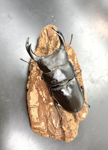 画像2: オオクワガタ（能勢ＹＧ血統）　♂８２ｍｍ／♀５３ｍｍ　成虫ペア　 (2)