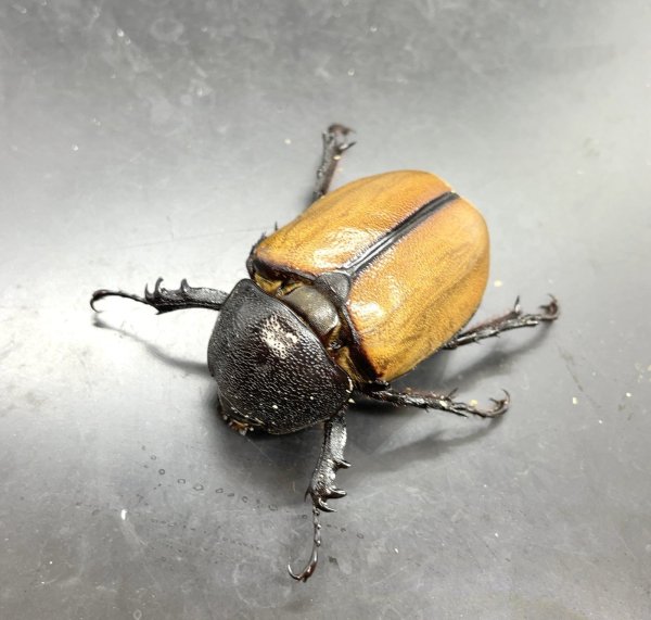 画像1: ゴホンヅノカブト　♀単品 (1)