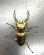 画像2: エラフスホソアカクワガタ　♂６２ｍｍ／♀３３ｍｍ成虫ペア　 (2)