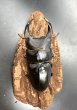 画像2: オオクワガタ（奈良輪川西）　♂７８ｍｍ／♀４９ｍｍ　成虫ペア　 (2)
