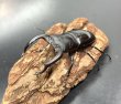 画像2: ムニスゼッチフタマタクワガタ　♂６９ｍｍ／♀４１ｍｍ成虫ペア　　 (2)