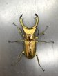 画像2: エラフスホソアカクワガタ　♂５８ｍｍ／♀３２ｍｍ成虫ペア　 (2)