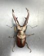画像2: インペラトールホソアカクワガタ　♂７５ｍｍA'品／♀２９ｍｍ　成虫ペア　 (2)