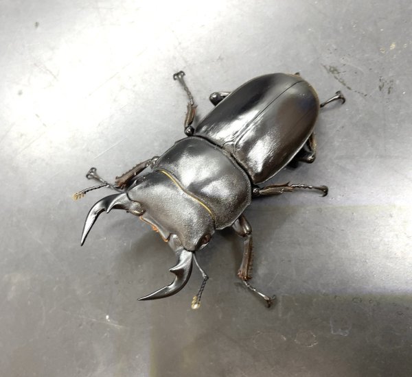 画像1: カミジョウオオクワガタ　♂５６ｍｍ／♀３８ｍｍ成虫ペア (1)