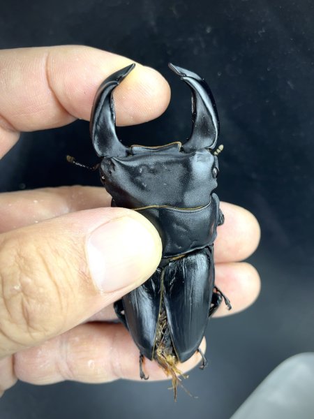 画像1: ■極太血統■ホペイオオクワガタ　♂７５ｍｍＢ品／♀４３ｍｍ　成虫ペア (1)