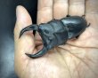 画像3: ■極太血統■ホペイオオクワガタ　♂７７ｍｍ／♀４６ｍｍ　成虫ペア (3)