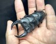 画像1: ■極太血統■ホペイオオクワガタ　♂７６ｍｍ／♀４７ｍｍ　成虫ペア (1)