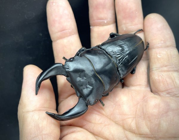 画像1: ■極太血統■ホペイオオクワガタ　♂７６ｍｍ／♀４７ｍｍ　成虫ペア (1)