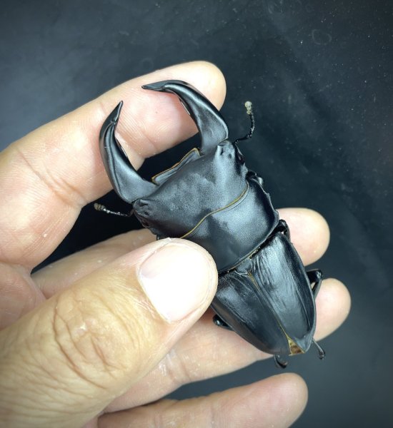 画像1: ■極太血統■ホペイオオクワガタ　♂７６ｍｍＢ品／♀４６ｍｍ　成虫ペア (1)