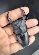 画像1: ■極太血統■ホペイオオクワガタ　♂７７ｍｍ／♀４６ｍｍ　成虫ペア (1)