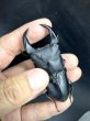 画像1: ■極太血統■ホペイオオクワガタ　♂７４ｍｍ／♀４４ｍｍ　成虫ペア (1)
