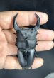 画像2: ■極太血統■ホペイオオクワガタ　♂７７ｍｍ／♀４６ｍｍ　成虫ペア (2)