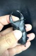 画像3: ■極太血統■ホペイオオクワガタ　♂７６ｍｍ／♀４６ｍｍ　成虫ペア (3)
