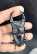 画像2: ■極太血統■ホペイオオクワガタ　♂７４ｍｍ／♀４４ｍｍ　成虫ペア (2)