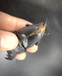 画像3: ■極太血統■ホペイオオクワガタ　♂７５ｍｍＢ品／♀４３ｍｍ　成虫ペア (3)
