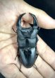 画像2: ■極太血統■ホペイオオクワガタ　♂７４ｍｍ／♀４５ｍｍ　成虫ペア (2)