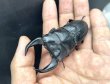 画像3: ■極太血統■ホペイオオクワガタ　♂７６ｍｍ／♀４７ｍｍ　成虫ペア (3)
