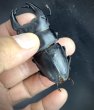 画像3: ■極太血統■ホペイオオクワガタ　♂７６ｍｍＢ品／♀４６ｍｍ　成虫ペア (3)